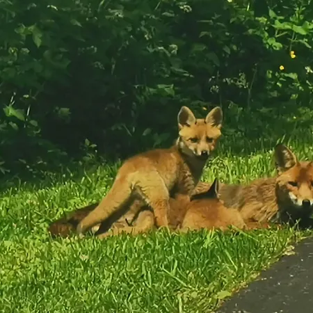 La Grange Du Tillieul - Haras De La Varende Дом отдыха *