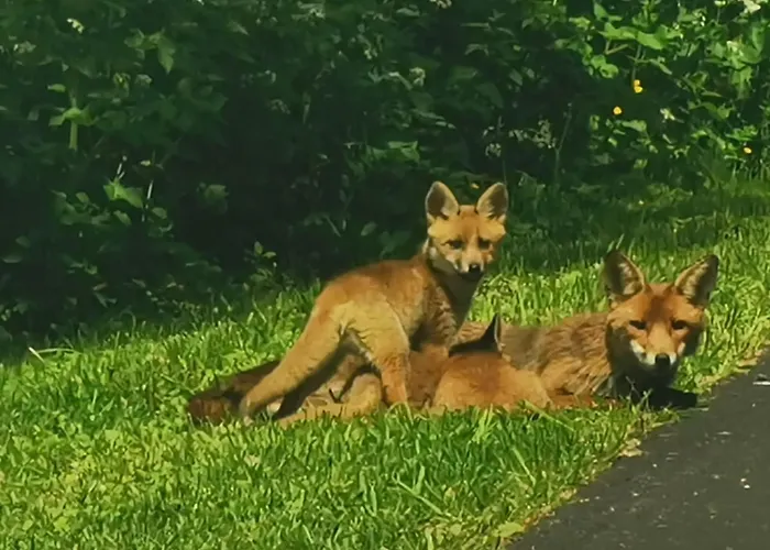 La Grange Du Tillieul - Haras De La Varende Hébergement de vacances *