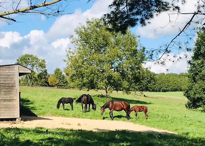 La Grange Du Tillieul - Haras De La Varende * Le Mesnil-Simon (Calvados)